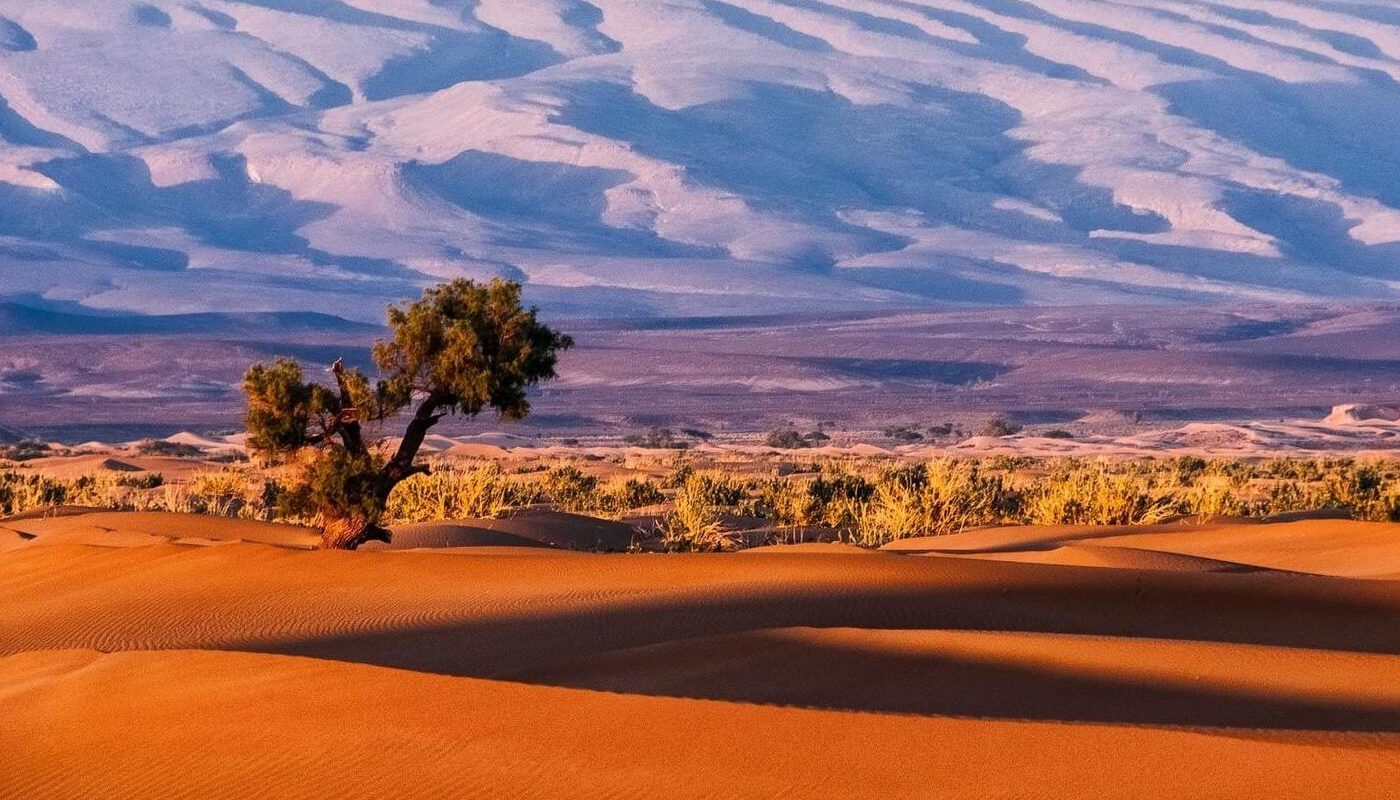 Искусственный интеллект нашёл более миллиарда деревьев в пустыне Сахара