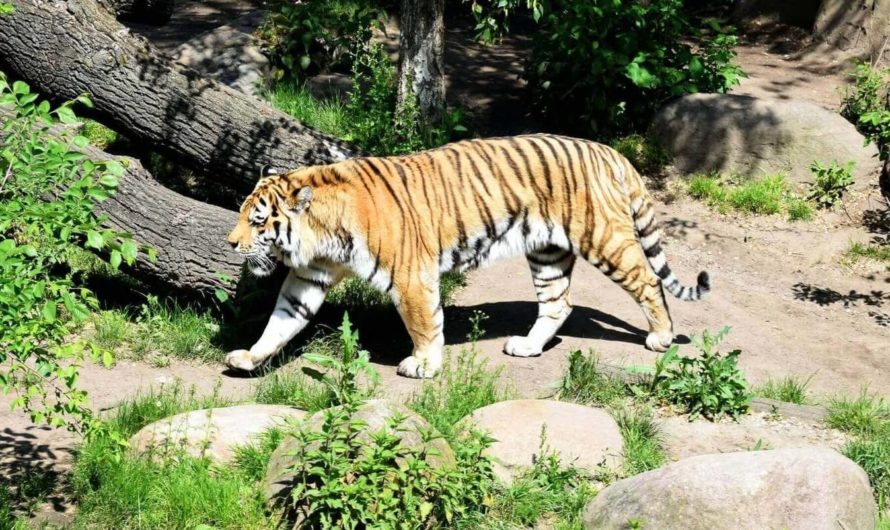 Нейросеть научили идентифицировать амурских тигров по рисунку шкуры