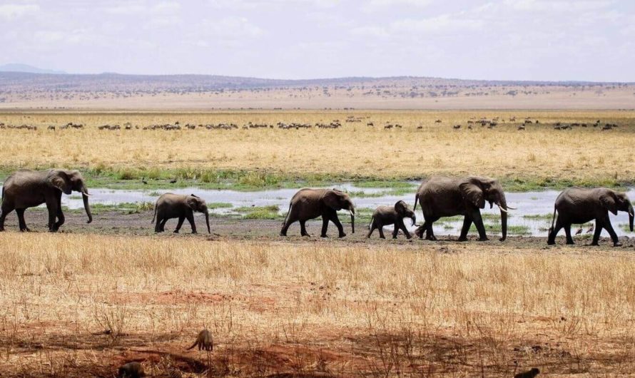 Нейросеть научилась распознавать и подсчитывать слонов на спутниковых снимках