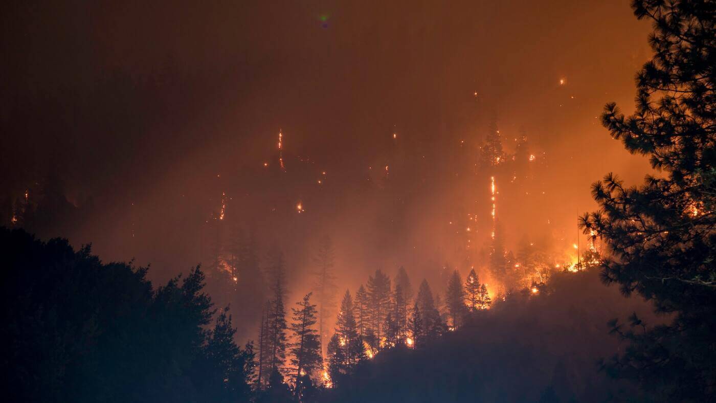 Влияние пожаров на площадь лесов показала Н