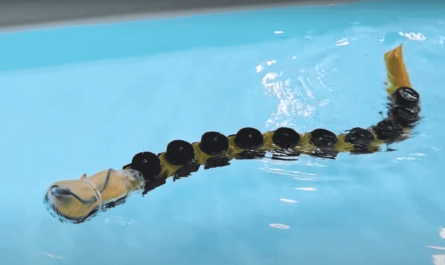 Swimming robot gives fresh insight into neuroscience