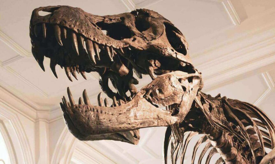 Искусственный интеллект поможет в изучении окаменелостей динозавров