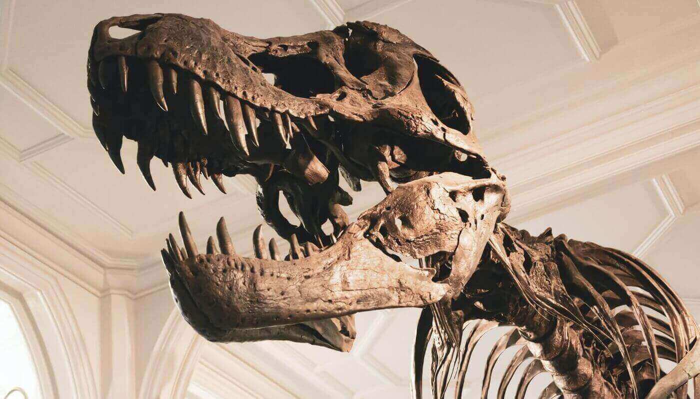 Изучать окаменелости динозавров поможет ИИ