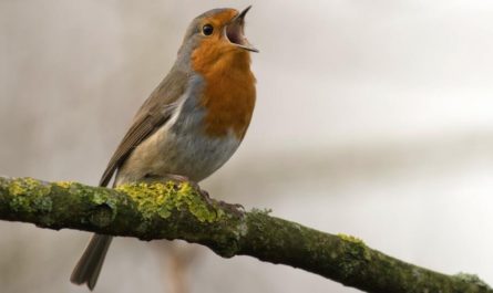 Separating Birdsong in the Wild for Classification