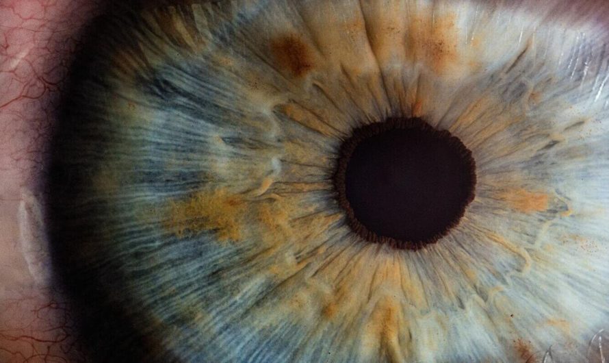 Российские учёные разработали математическую модель человеческого глаза