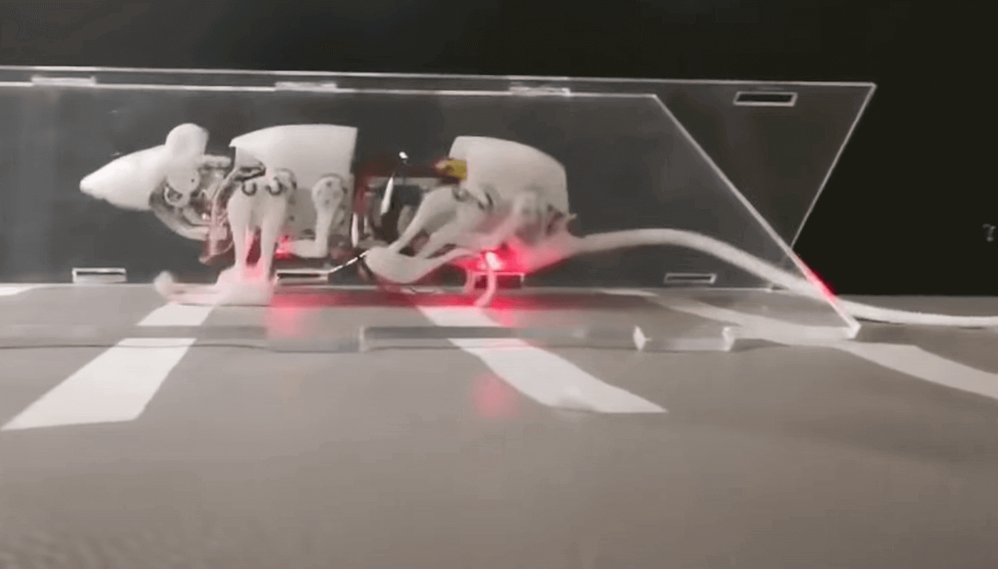 Small-Sized Quadruped Robotic Rat