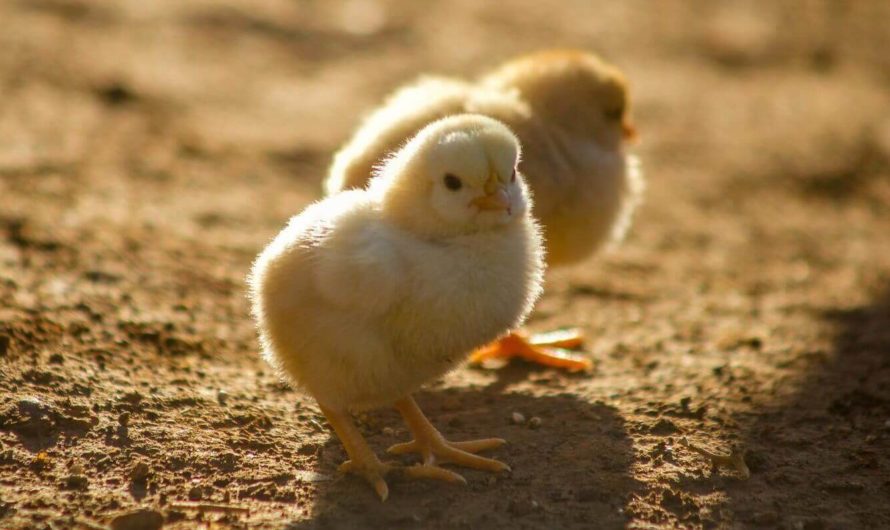 Искусственный интеллект научился распознавать тревожные крики цыплят