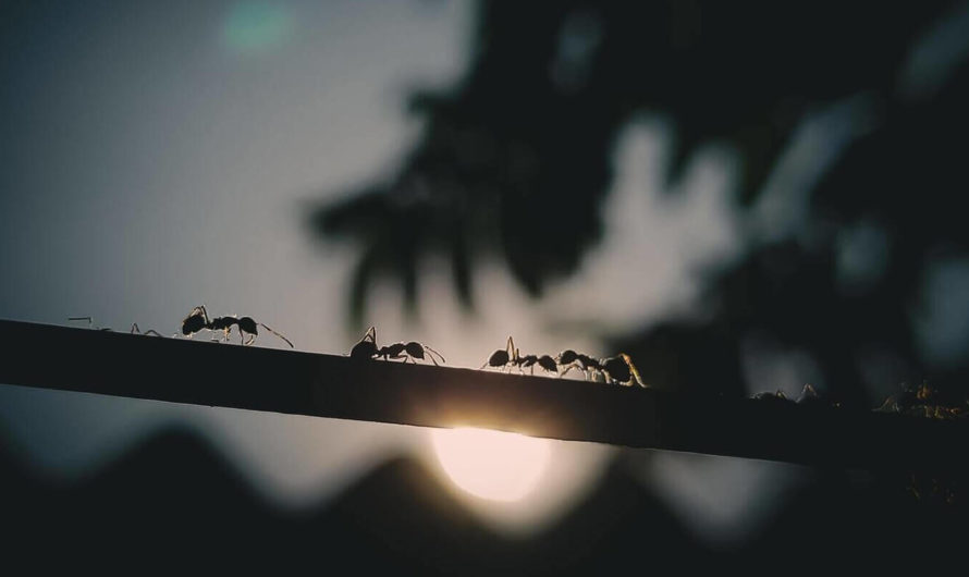 Учёные создали робота, который помог понять, как муравьи учат друг друга