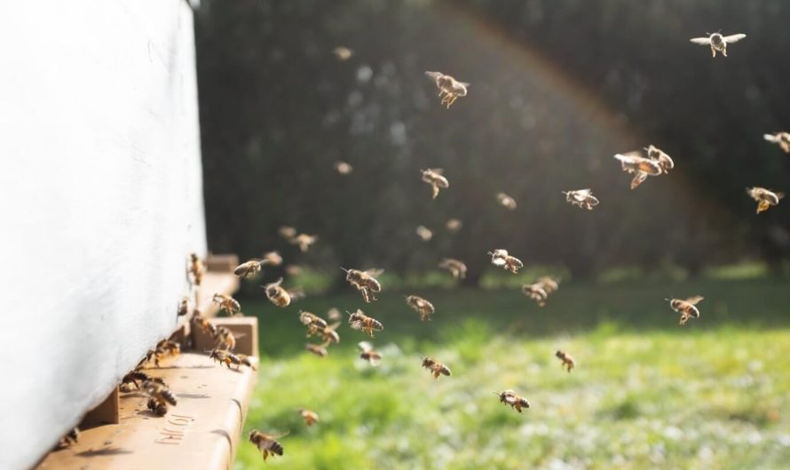 Созданы роботы-пчёлы для строительных работ