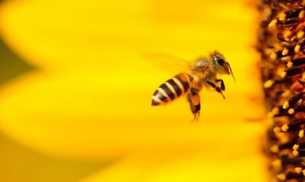 Navigation memory in honeybees