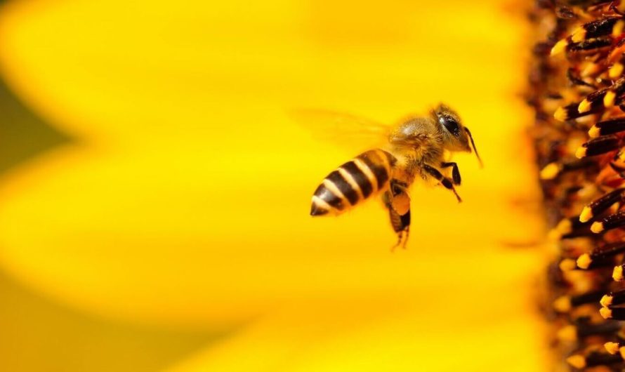 Машинное обучение помогло раскрыть способность пчёл к ориентированию на незнакомой местности