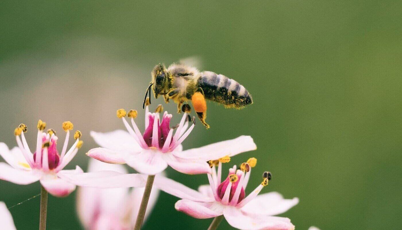 Bee++ robot