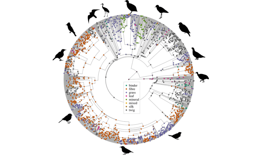 Алгоритм машинного обучения смог предсказать строительный материал гнезда по форме клюва птицы
