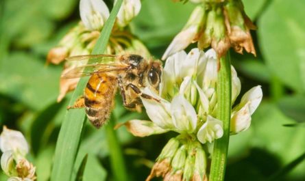 VespAI detection invasive hornets