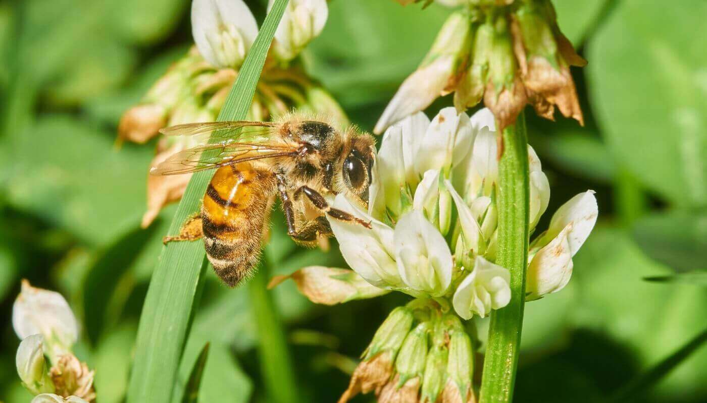 VespAI detection invasive hornets