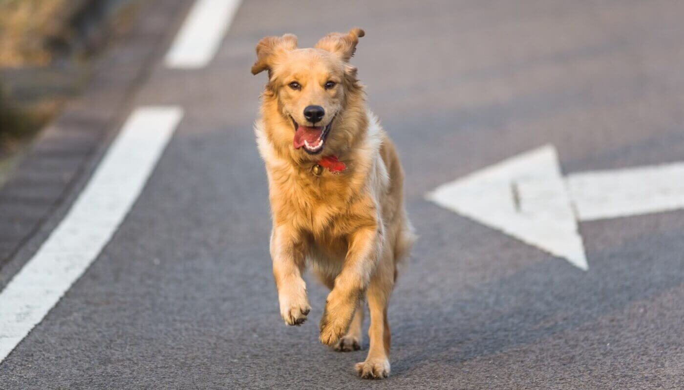 Dog Bark Decoding