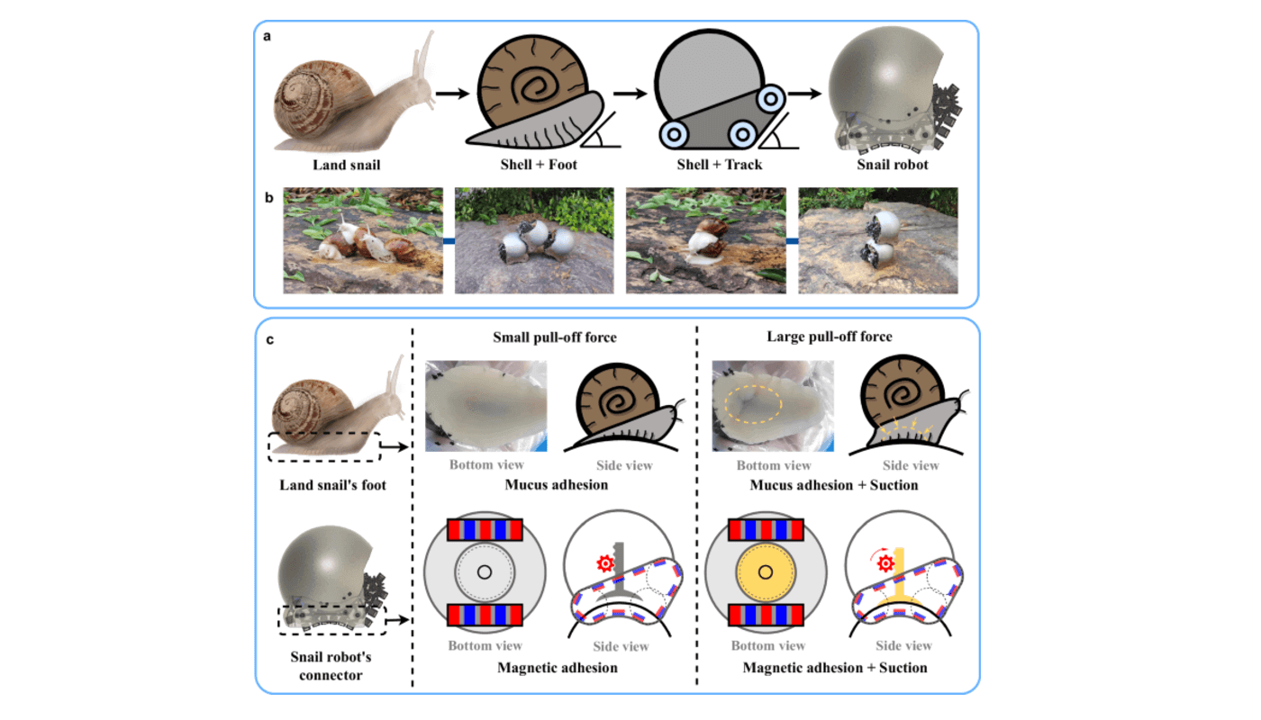 Snail robotic swarms